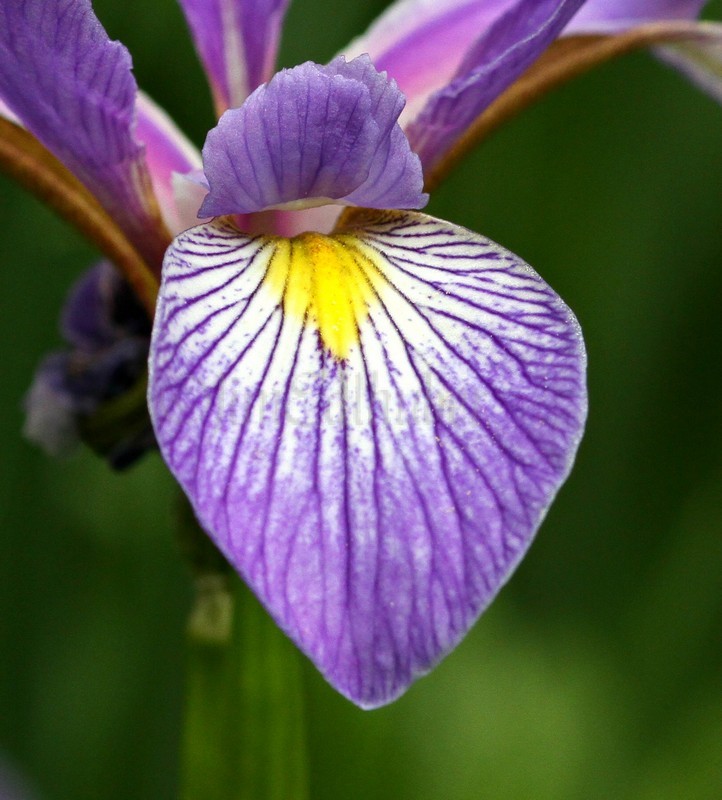 Wild Iris, Iris virginica shrevei