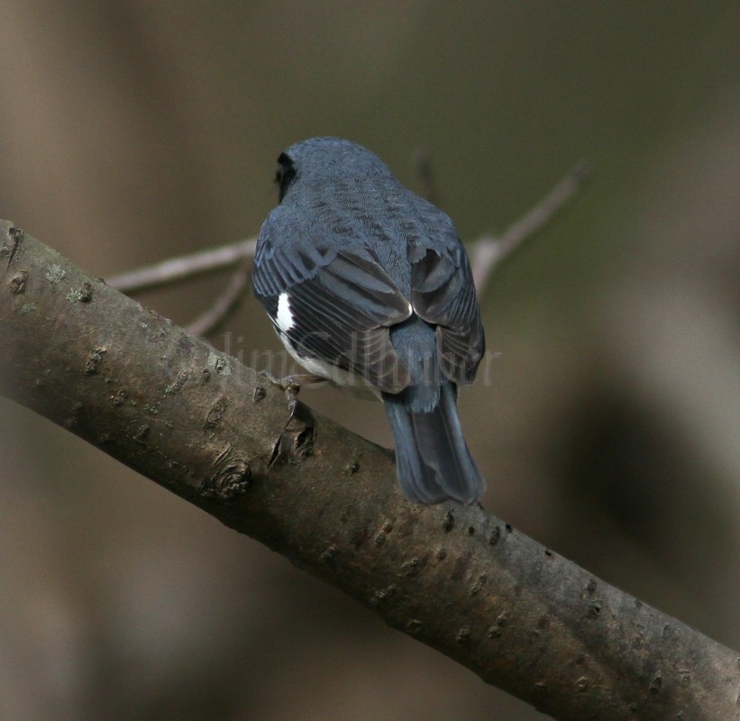 Black-throated Blue Warbler, back view