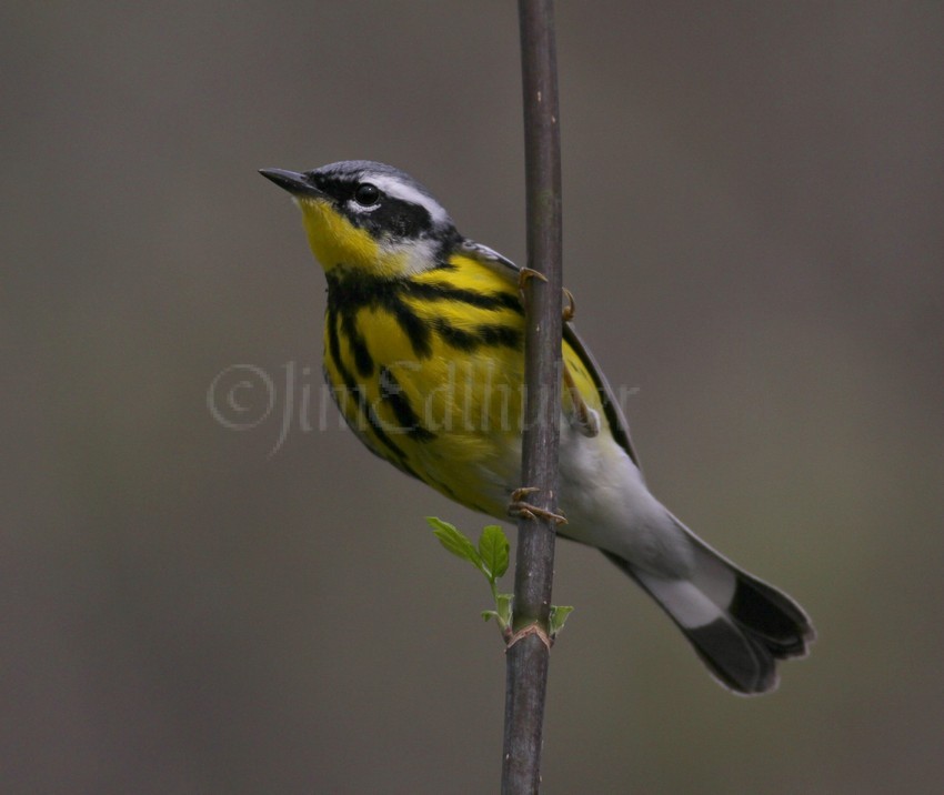 Magnolia Warbler