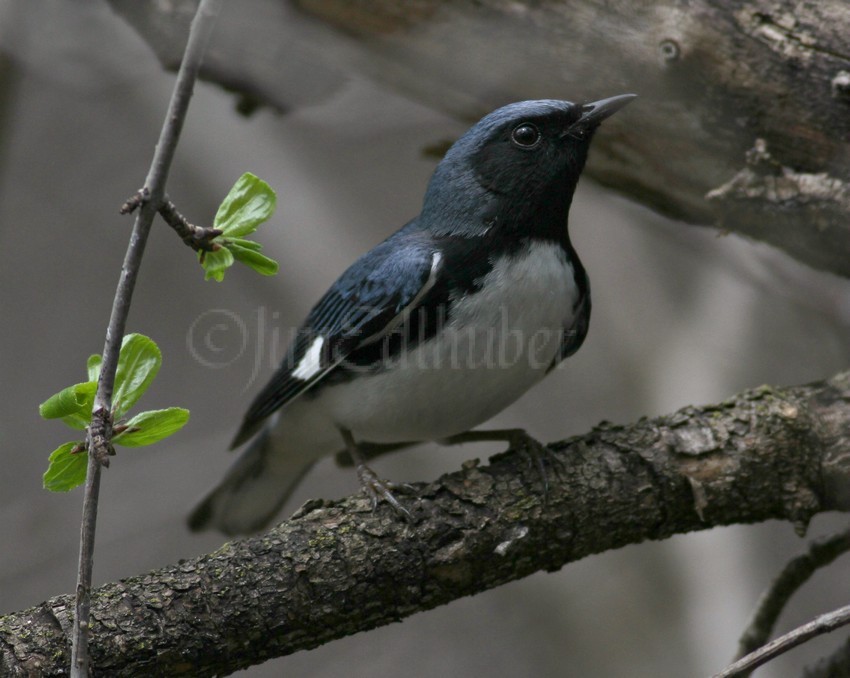 Black-throated Blue Warbler