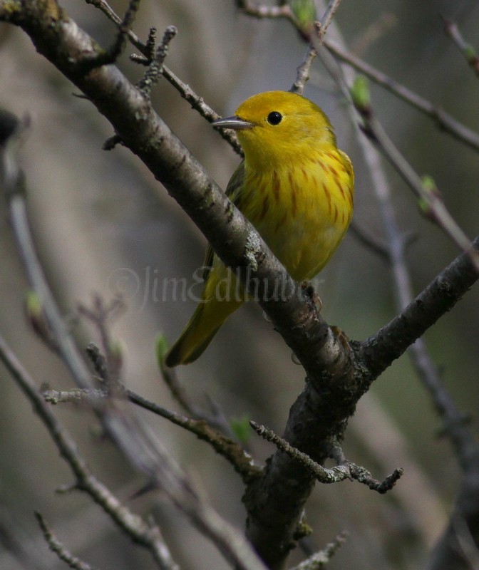 Yellow Warbler