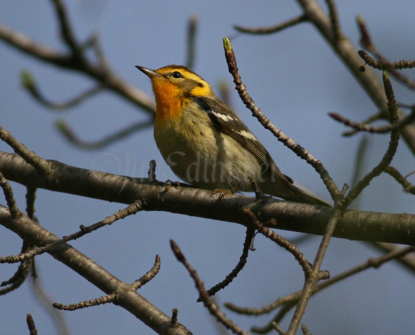 Blackburnian Warbler