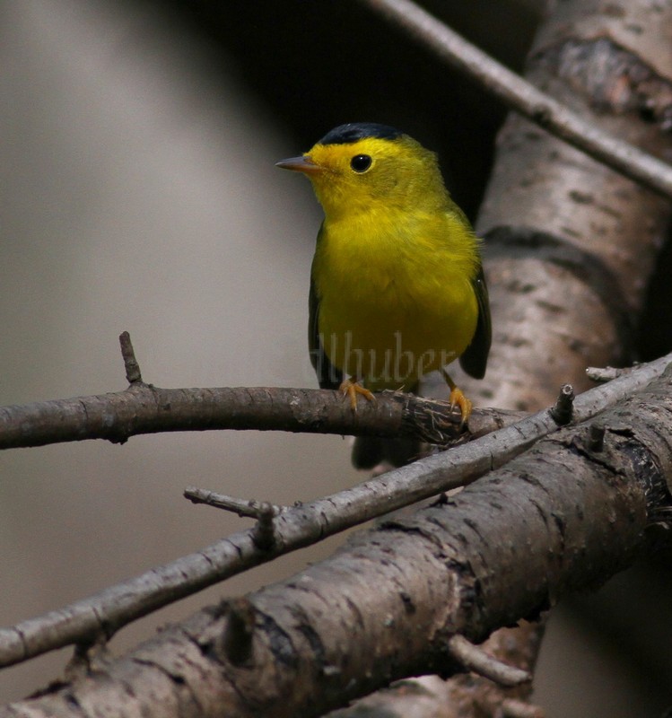 Wilson's Warbler