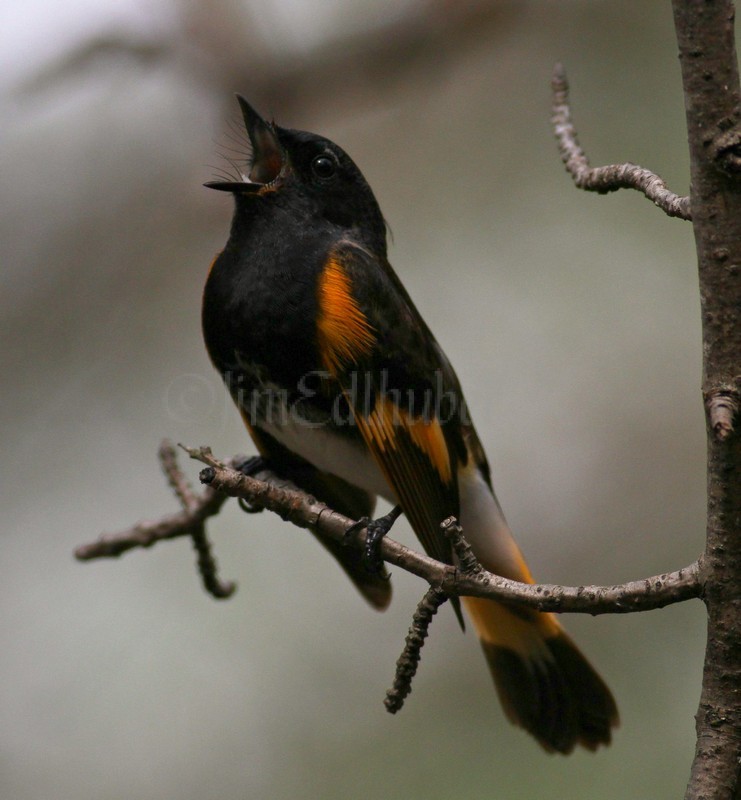 American Redstart