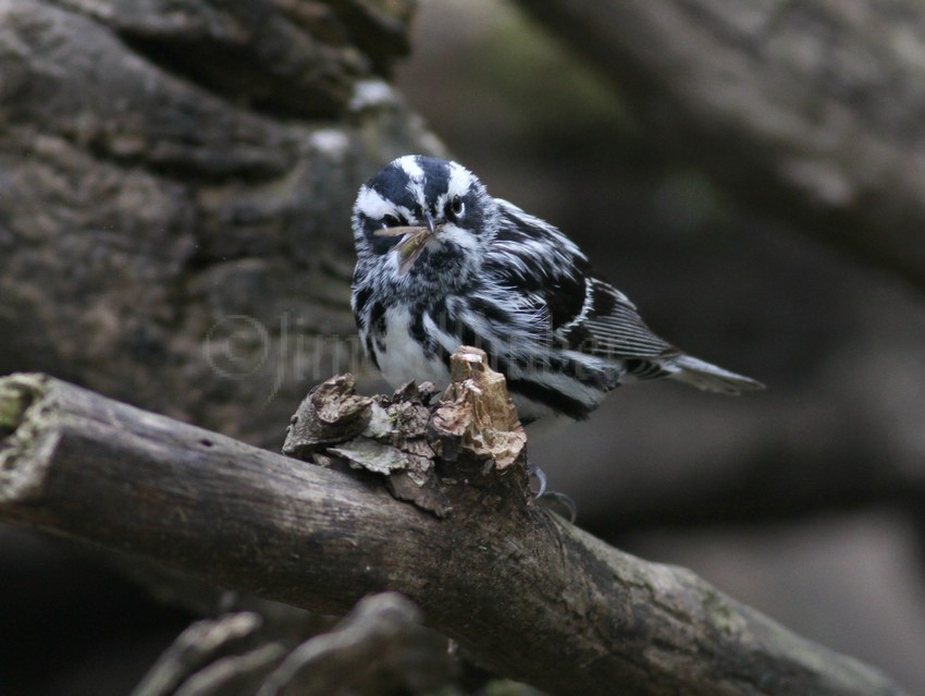 Black and White Warbler with another bug!