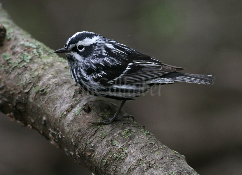 Black and White Warbler