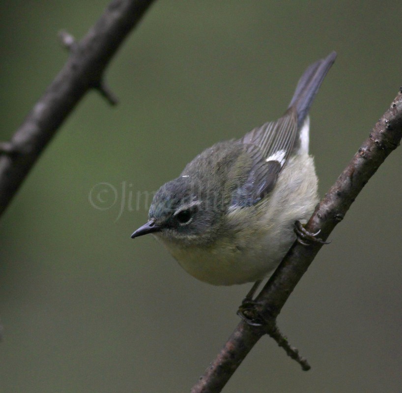 Black-throated Blue Warbler, female