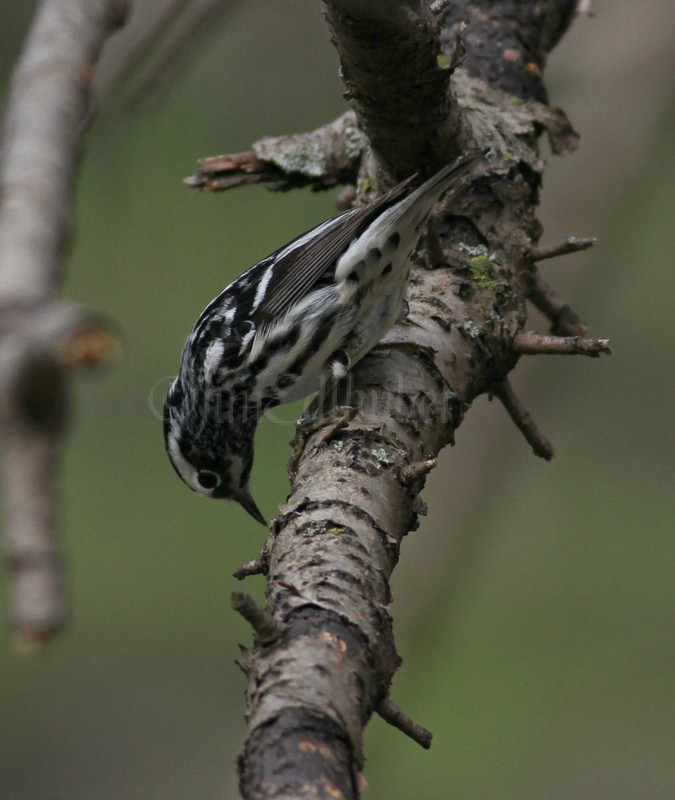 Black and White Warbler going for the bug.