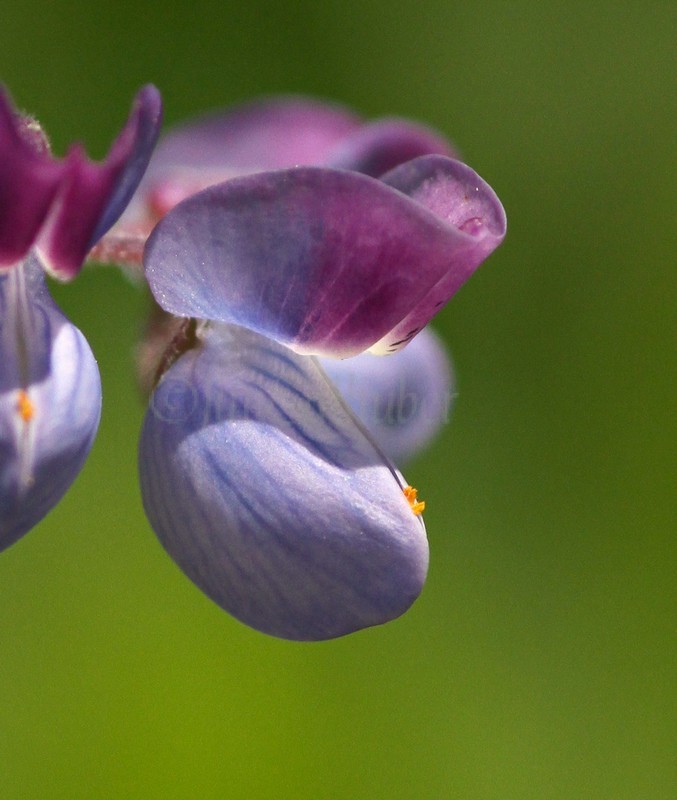 Wild Lupine, Lupinus perennis