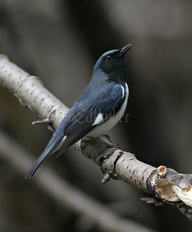 Black-throated Blue Warbler doing the call!