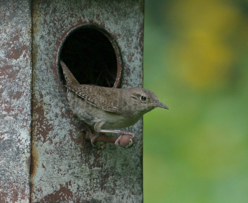 House Wren