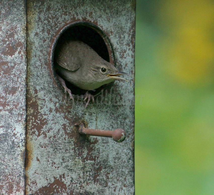 House Wren