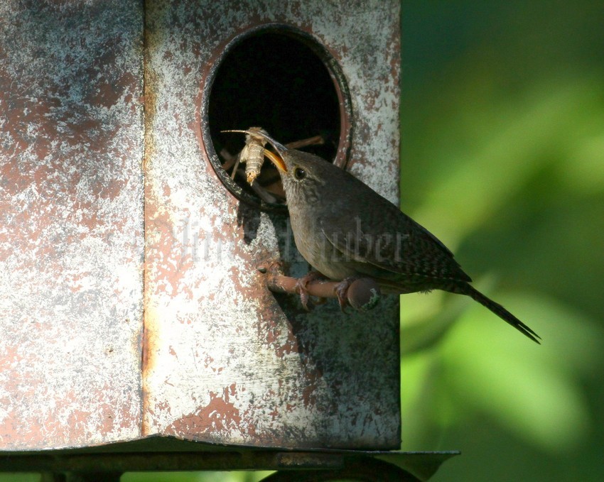 House Wren with moth