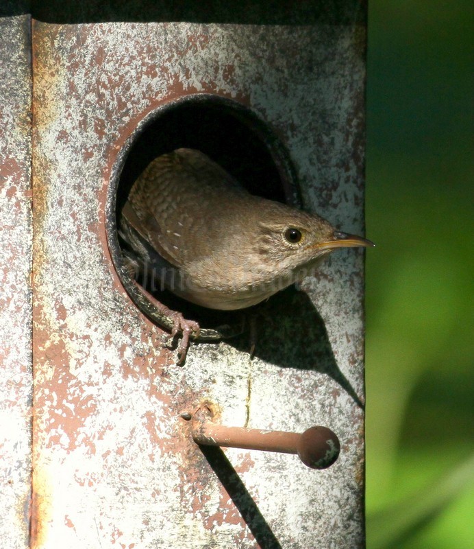 House Wren leaving nest hole