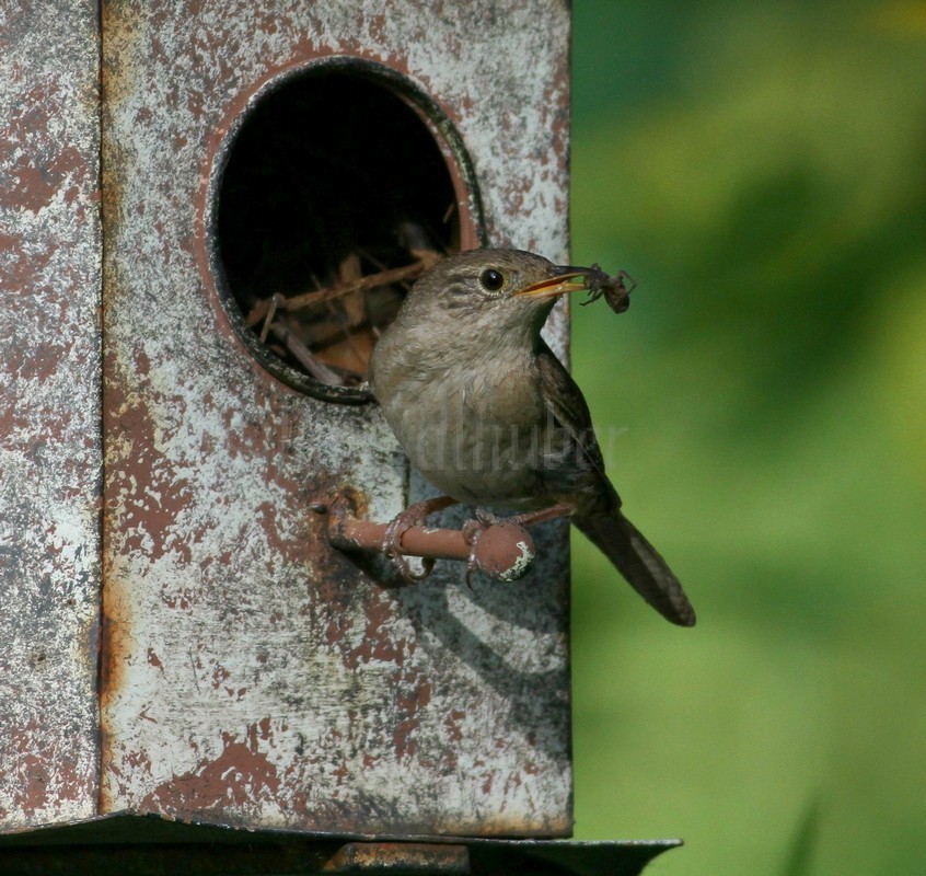 House Wren