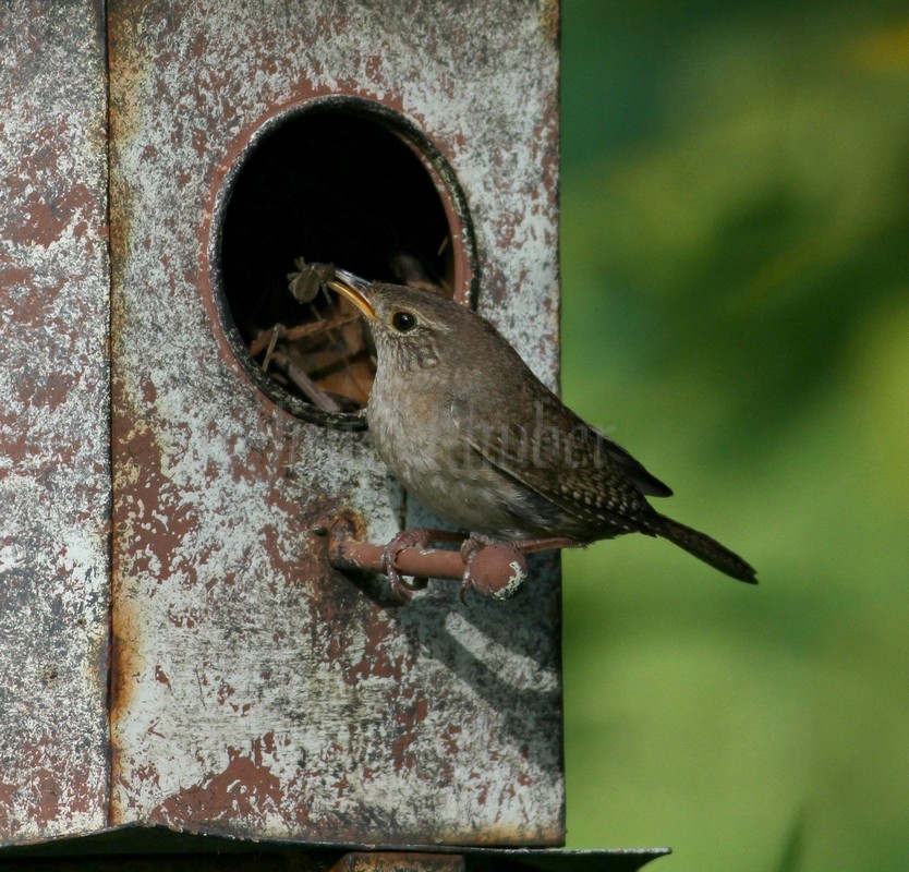 House Wren with spider