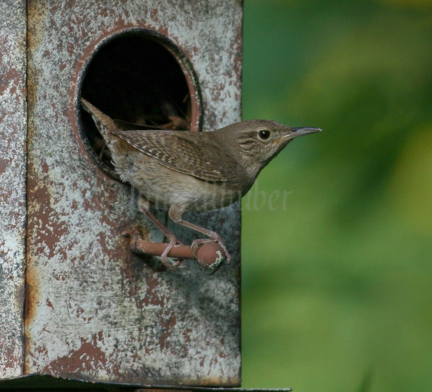 House Wren