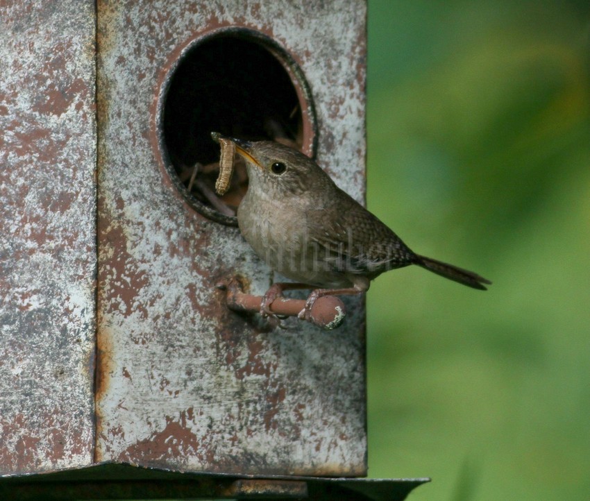 House Wren with 