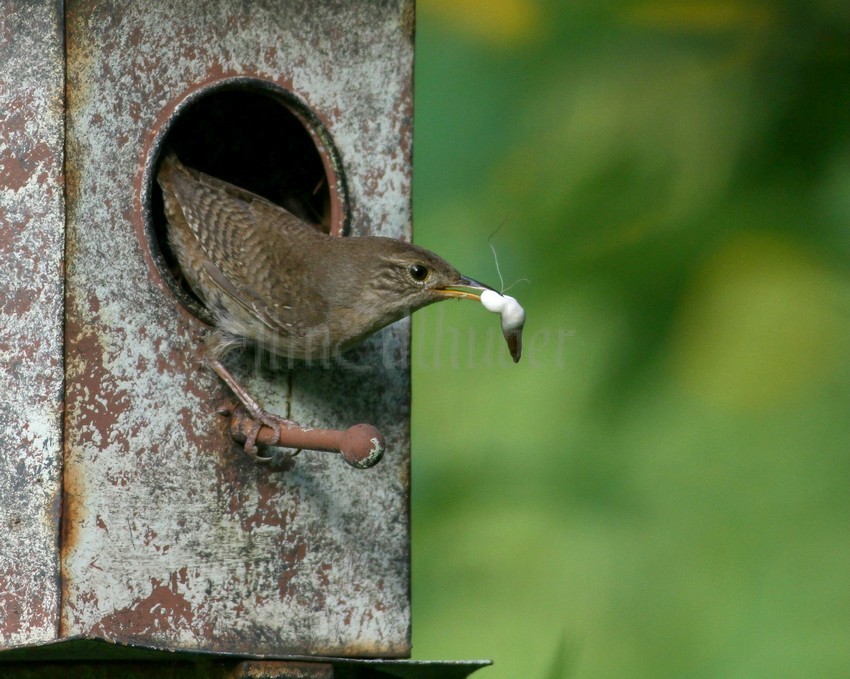 House Wren removing fecal sacs from nest