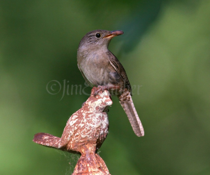 House Wren arriving at the bird house with some food