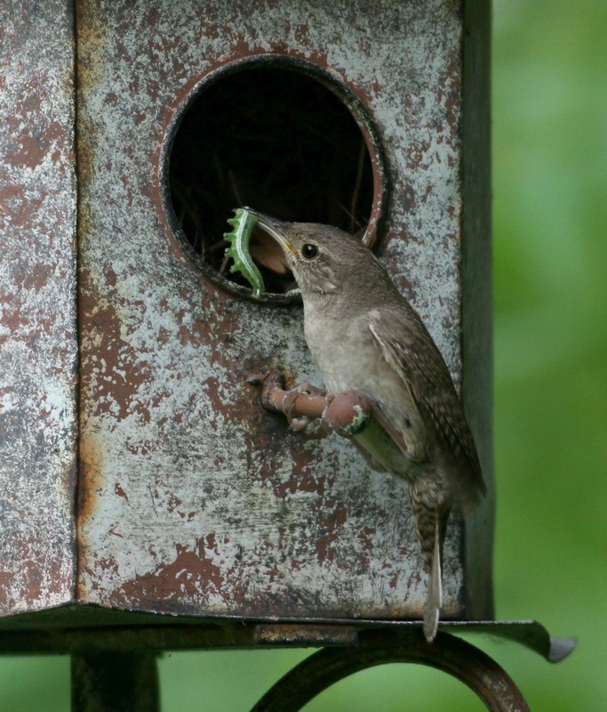 House Wren with a caterpillar