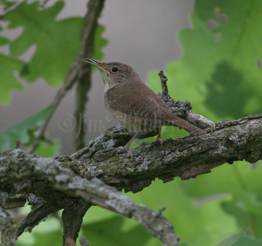 House Wren