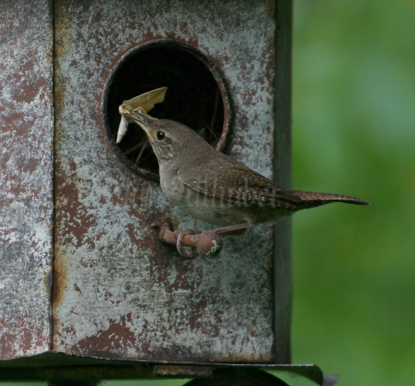 House Wren with moth