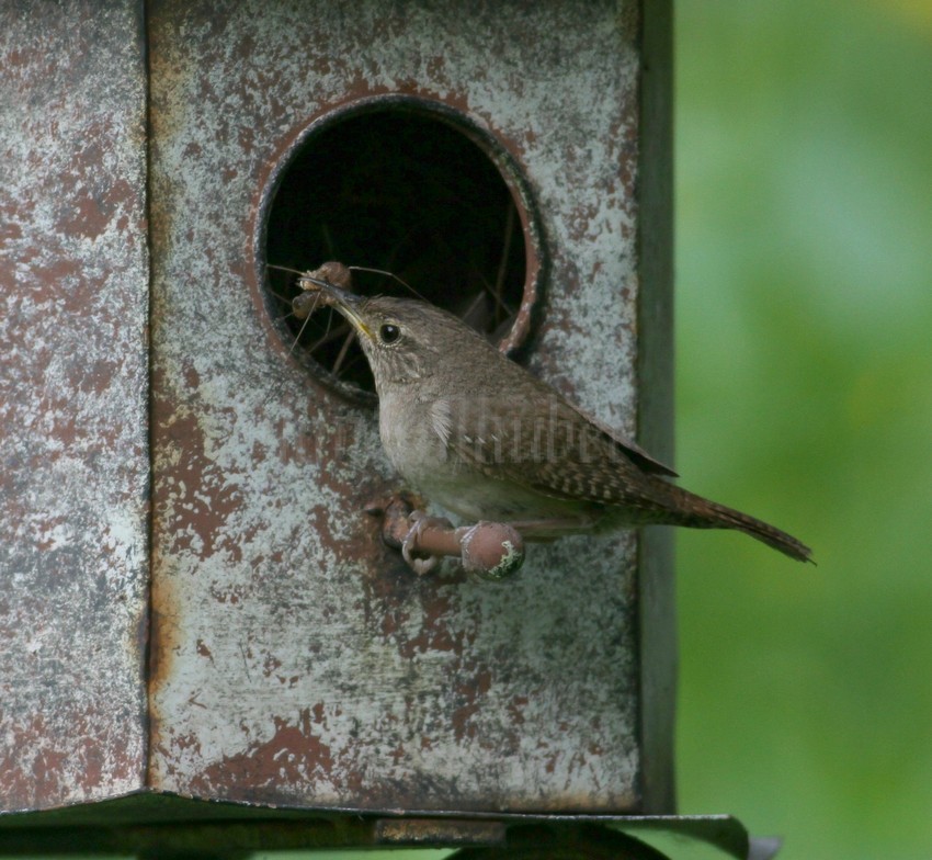 House Wren with Daddy Long Legs