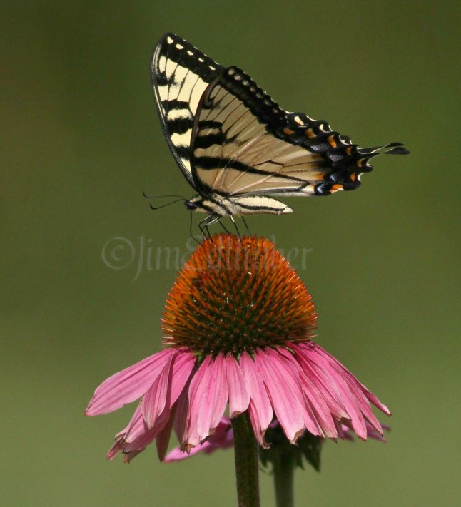 Eastern Tiger Swallowtail on Purple Coneflower