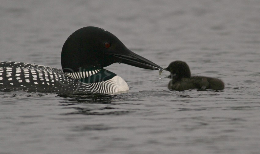 Feeding time