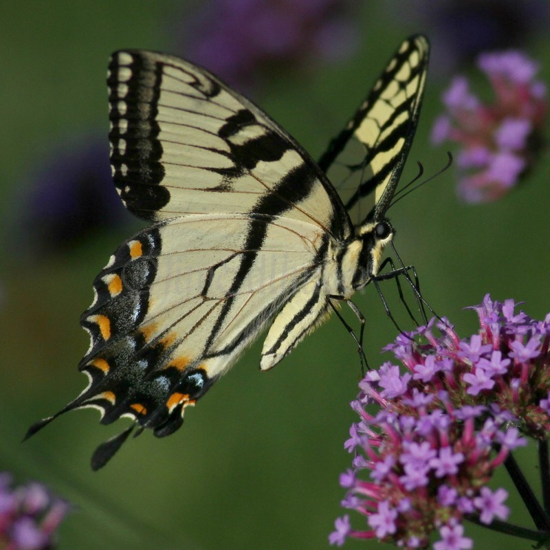 Eastern Tiger Swallowtail Butterfly on Purpletop Vervain, verbena bonariensi