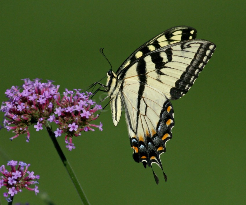 Eastern Tiger Swallowtail