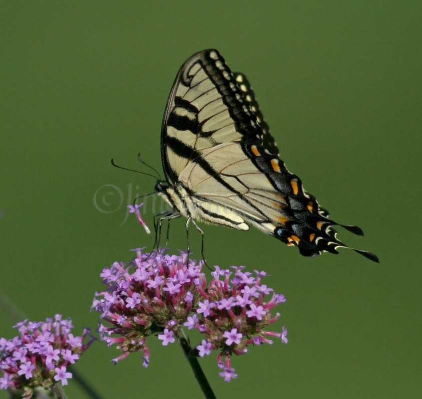 Eastern Tiger Swallowtail