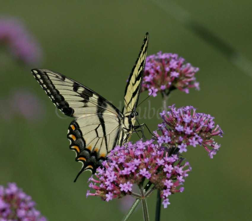 Eastern Tiger Swallowtail