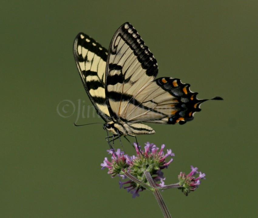 Eastern Tiger Swallowtail