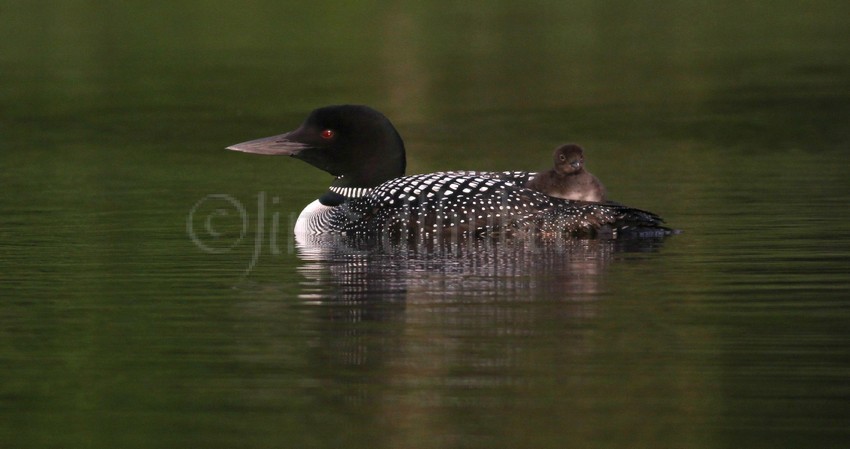 Adult Common Loon, the young chick just resting on her back