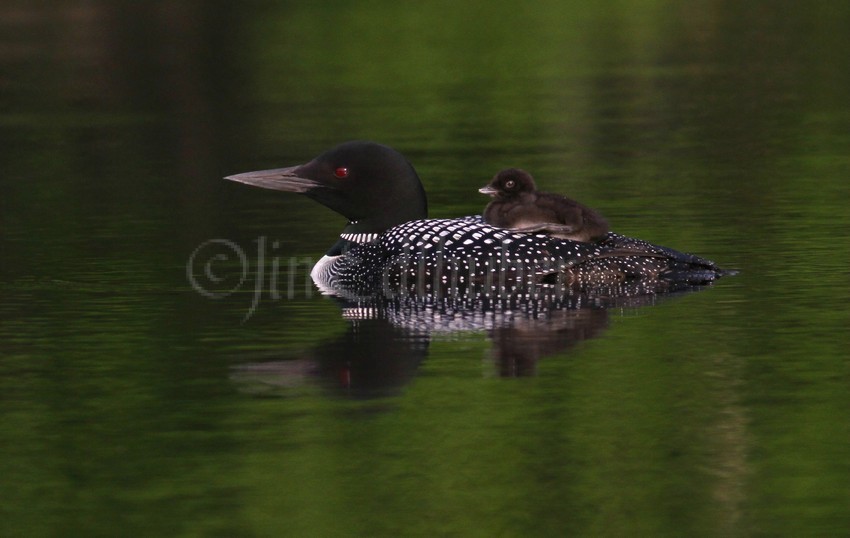 Common Loon with a resting chick