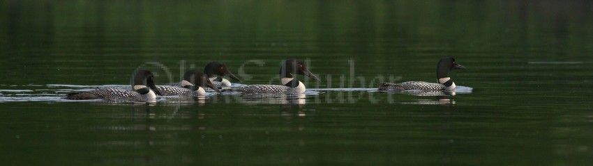 In this image there are 5 adult, which I think are males, but this is only a guess. I have observed adults gather for years in the early morning, then departing going their separate ways. I have also observed adults gathering, leaving the group, going to help the female feed young, then retuning to a group.  It appears at feeding time the male shows up, they feed young, the male leaves the area returns later, etc.