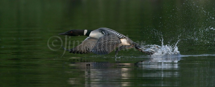 An adult at take off time on the water, going from a long run finally taking to the air.