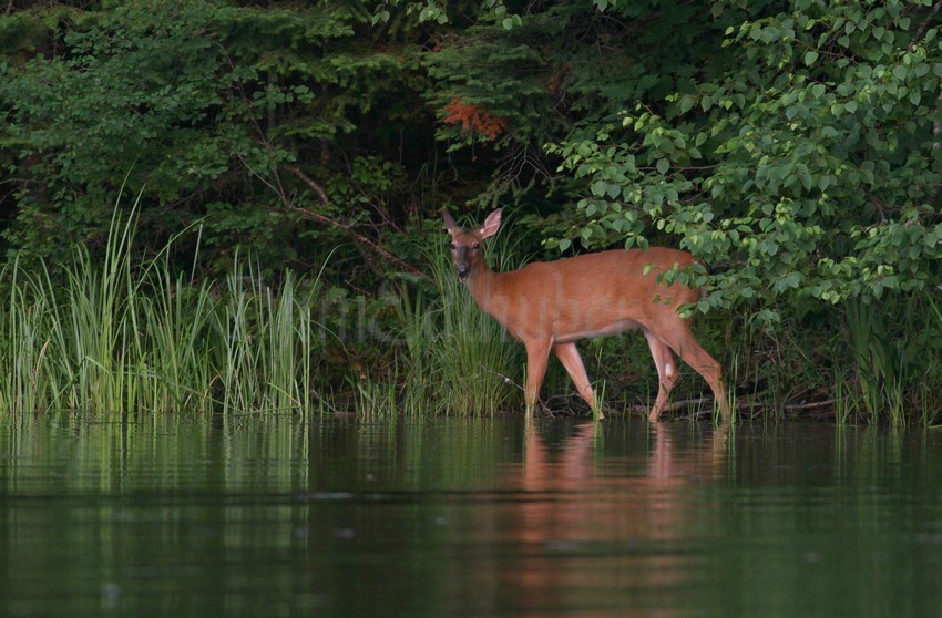 White-tailed Deer, doe