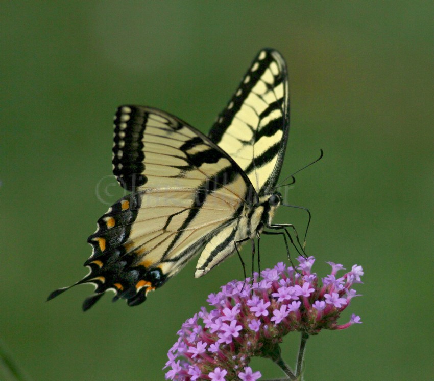Eastern Tiger Swallowtail on Purpletop Vervain, verbena bonariensis