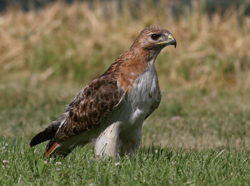 Red-tailed Hawk holding down a snake