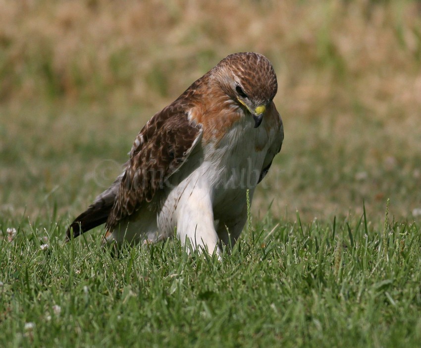 Red-tailed Hawk holding down a snake