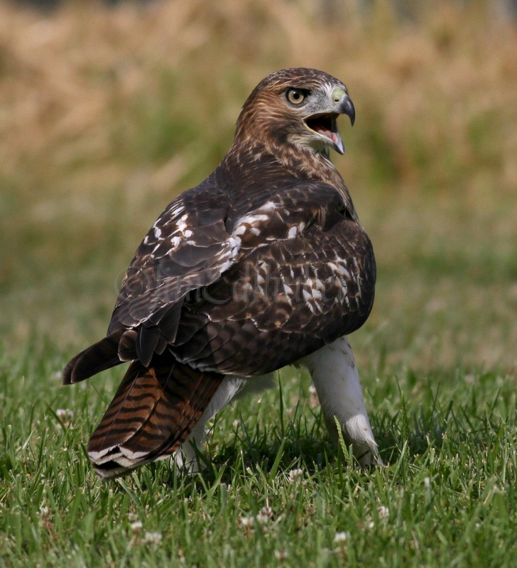 Juvenile Red-winged Blackbirds above harassing the Red-tailed Hawk