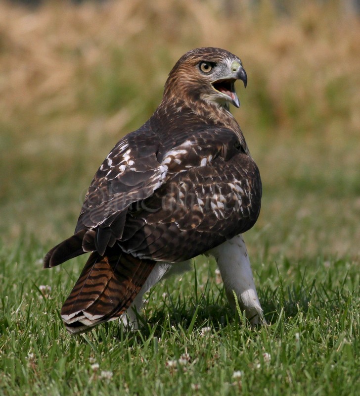 Juvenile Red-winged Blackbirds above harassing the Red-tailed Hawk