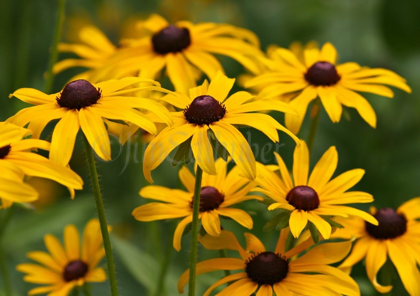 Black-eyed Susan, Rudbecki hirta