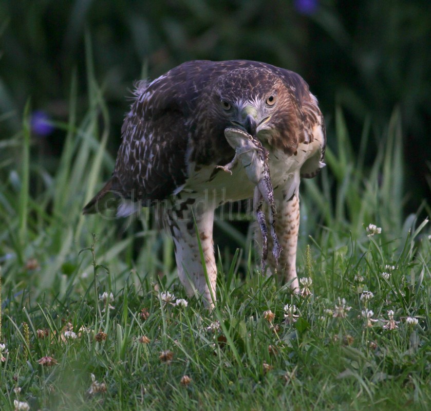 Red-tailed Hawk with frog