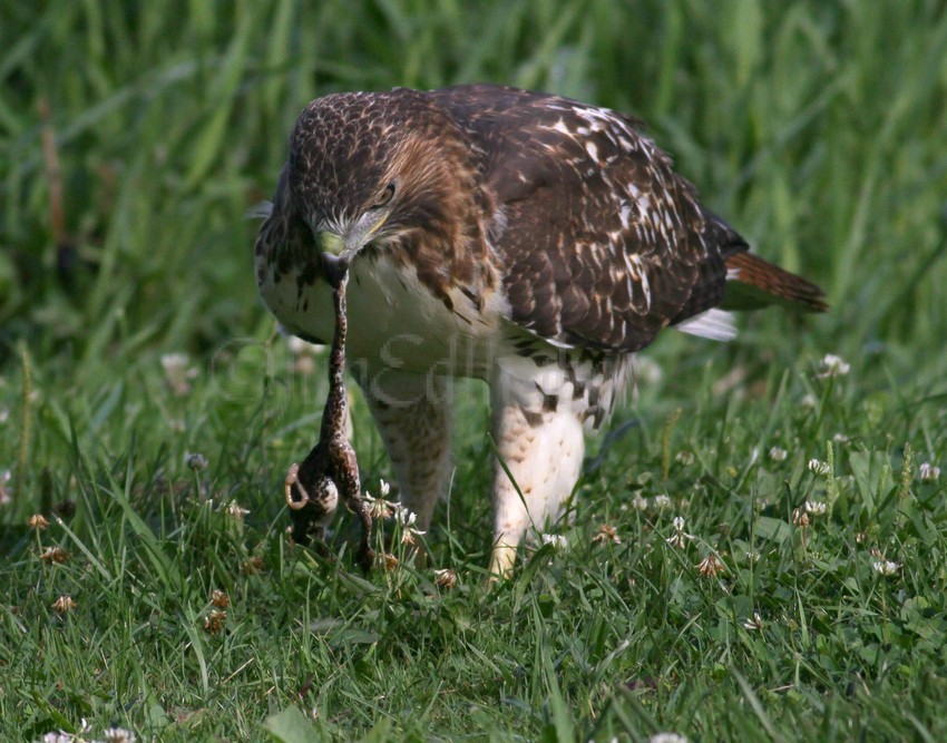 Red-tailed Hawk with frog