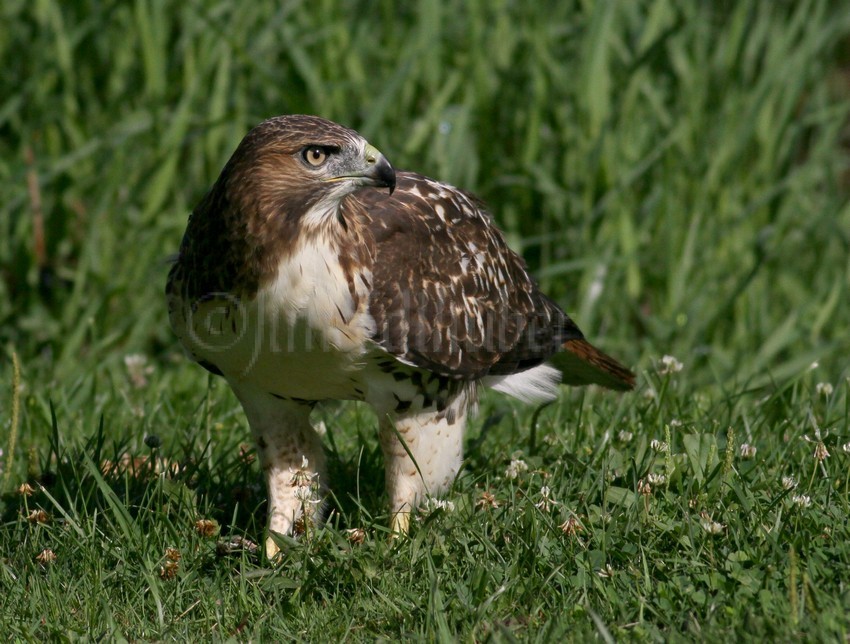 Red-tailed Hawk with frog