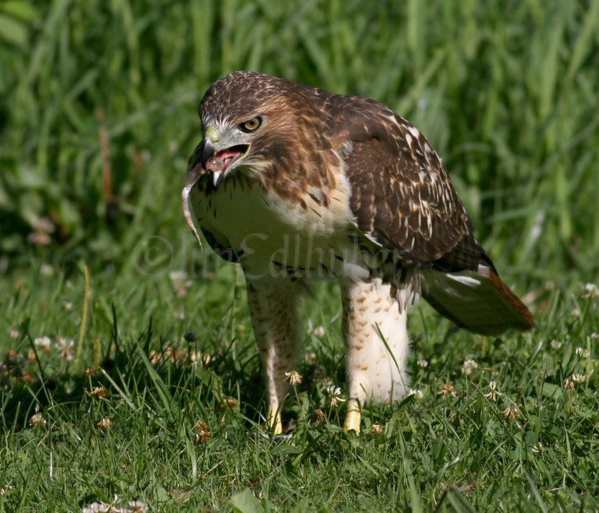 Red-tailed Hawk with frog